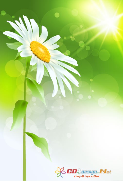 Vector hoa cúc trắng dưới ánh mặt trời